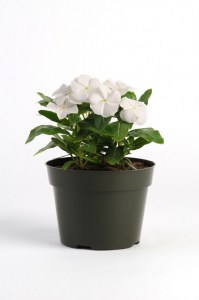 vinca_pacifica_xp_white2