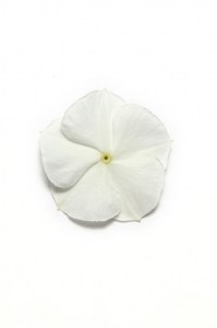 vinca_pacifica_xp_white