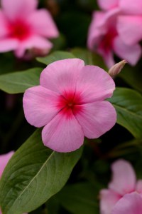 vinca_titan_blush