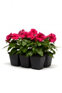 vinca_titan_burgundy2