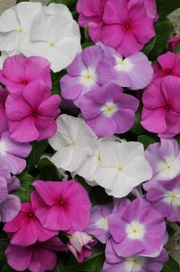 vinca_titan_summer_breeze_mix