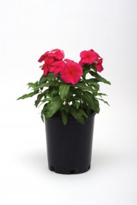 vinca_valiant_punch2