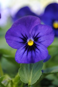 viola_sorbet_xp_blue_blotch_imp