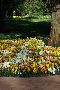 viola_sorbet_xp_citrus_mix2