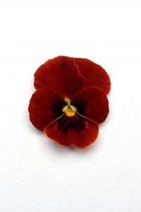 viola_sorbet_xp_red_blotch2