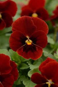 viola_sorbet_xp_red_blotch