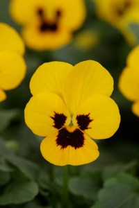 viola_sorbet_xp_yellow_blotch_improved