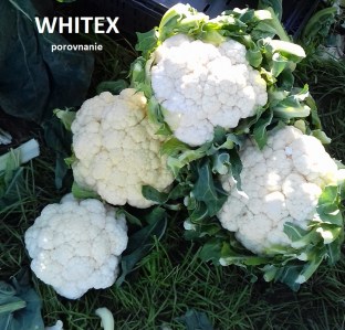 whitex