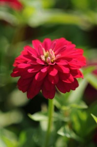 zinnia_zahara_double_cherry