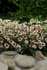 zinnia_zahara_starlight_rose2