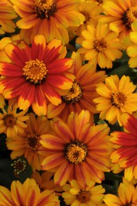 zinnia_zahara_sunburst2
