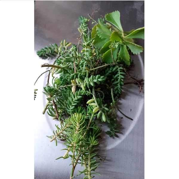Rezky sedum, rozchodníky 40 g