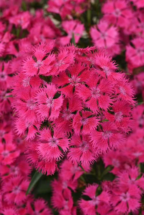 Dianthus barbatusInterspecific Rockin Rose F1 1000 semien