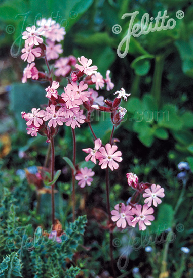 Silenka červená, SILENE dioica 20 semien