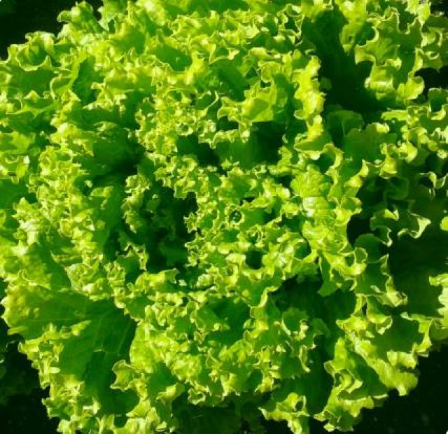 Šalát batavia, Allyne 