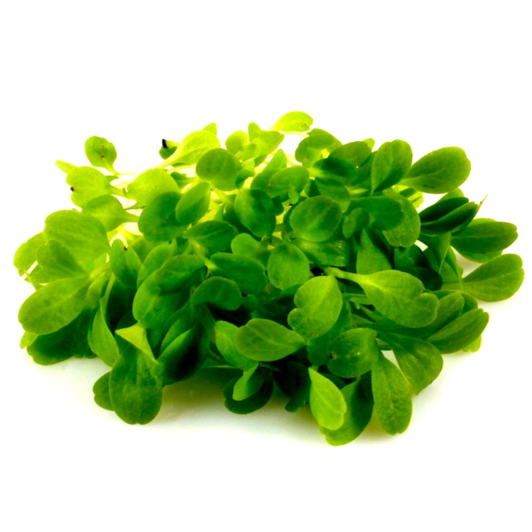 Šalát semená na mikrozeleninu Red Bowl 5 kg