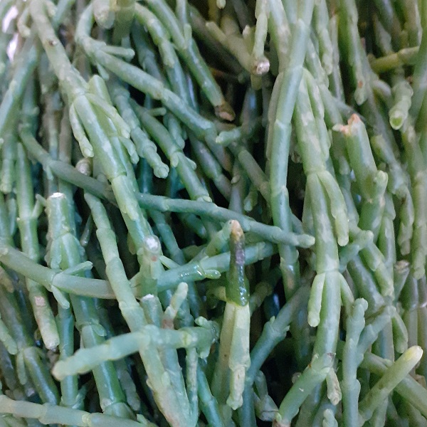 Slanobyľ, Salsola sp. komarovii  10 g 