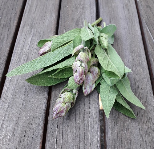 Šalvia Salvia officinalis 1 kg