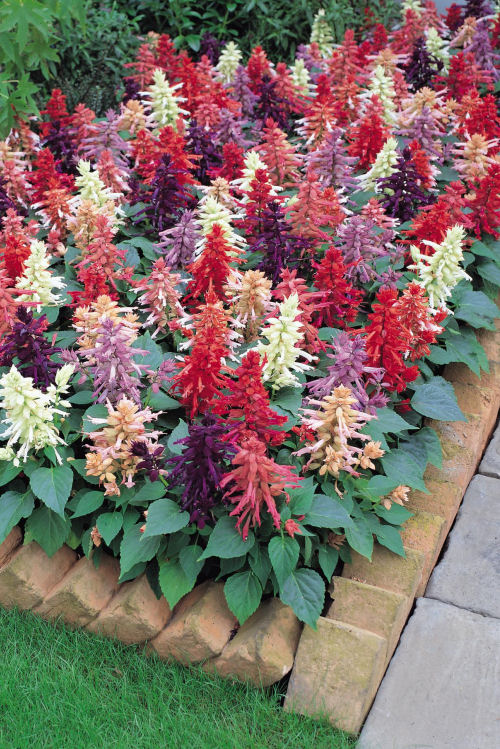 Salvia splendens Vista Series Mix (okrasná šalvia, šalvia žiarivá) 1000 semien