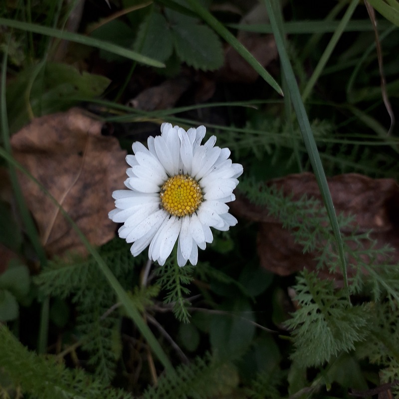 Bellis perennis, Sedmokráska, jednoduchá biela 10 g (cca 80000 semien)