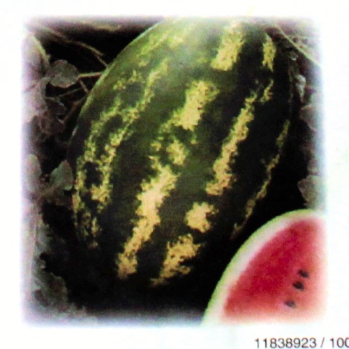 dyna, dyna, vodný melón, pásikavý melón, cervený melón, semená melónu, semená melónov