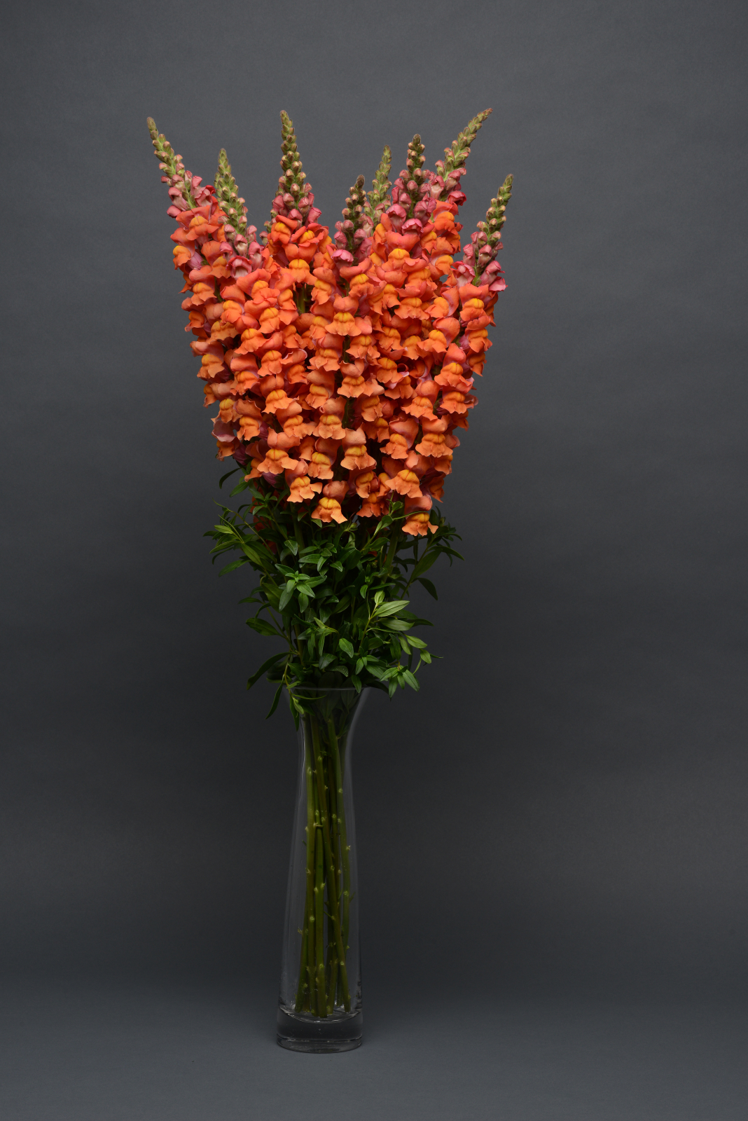 snapdragon_cool_orange_2.jpg