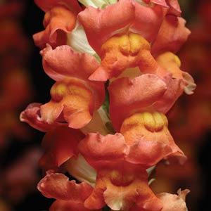 snapdragon_cool_orange_bicolor.jpg