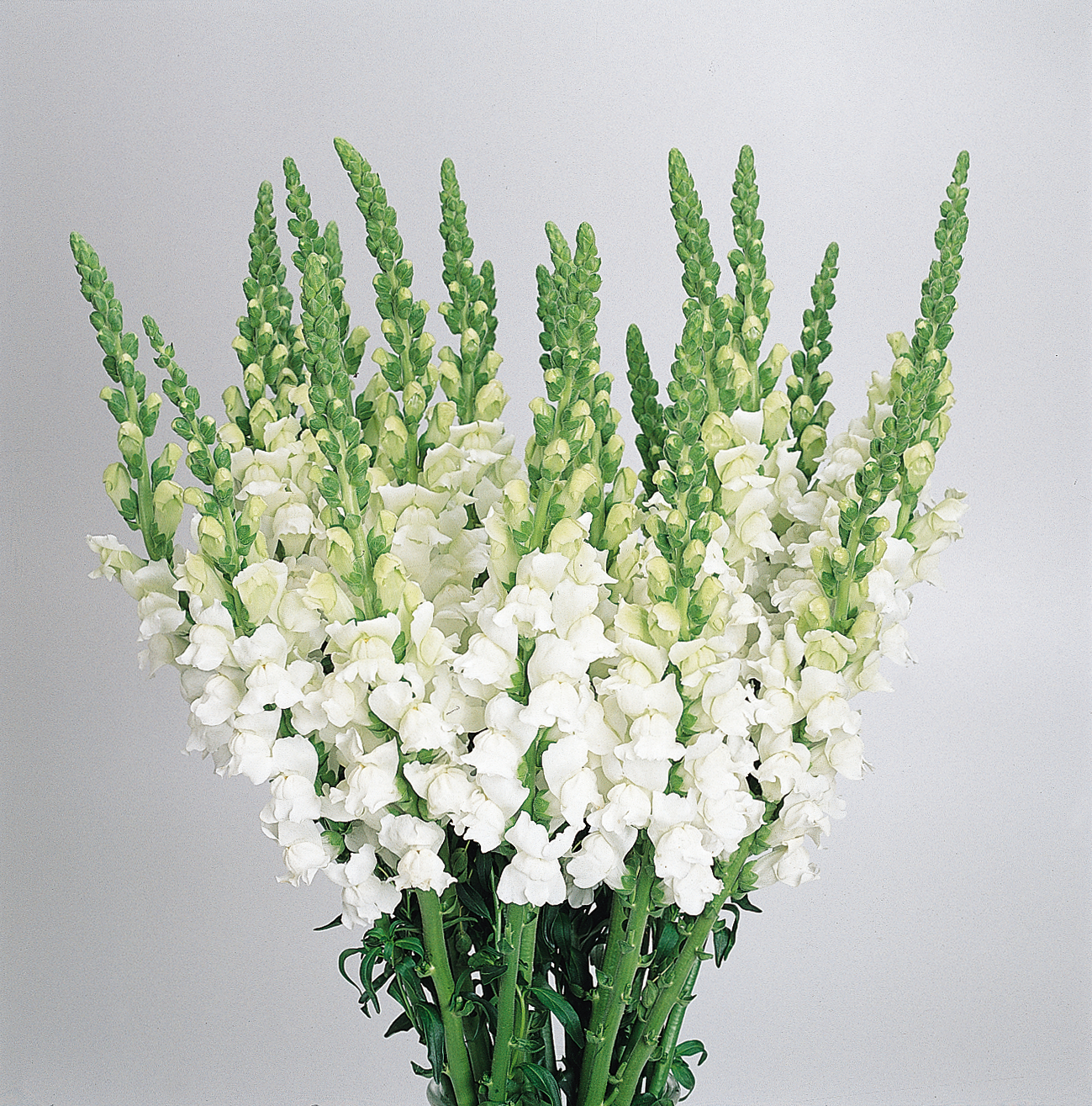 snapdragon_cool_white.jpg