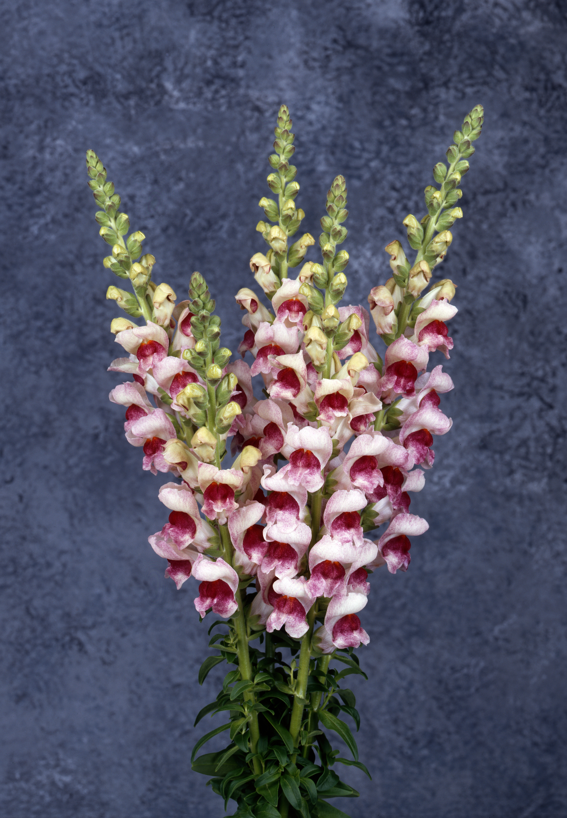 snapdragon_maryland_plumblossom.jpg
