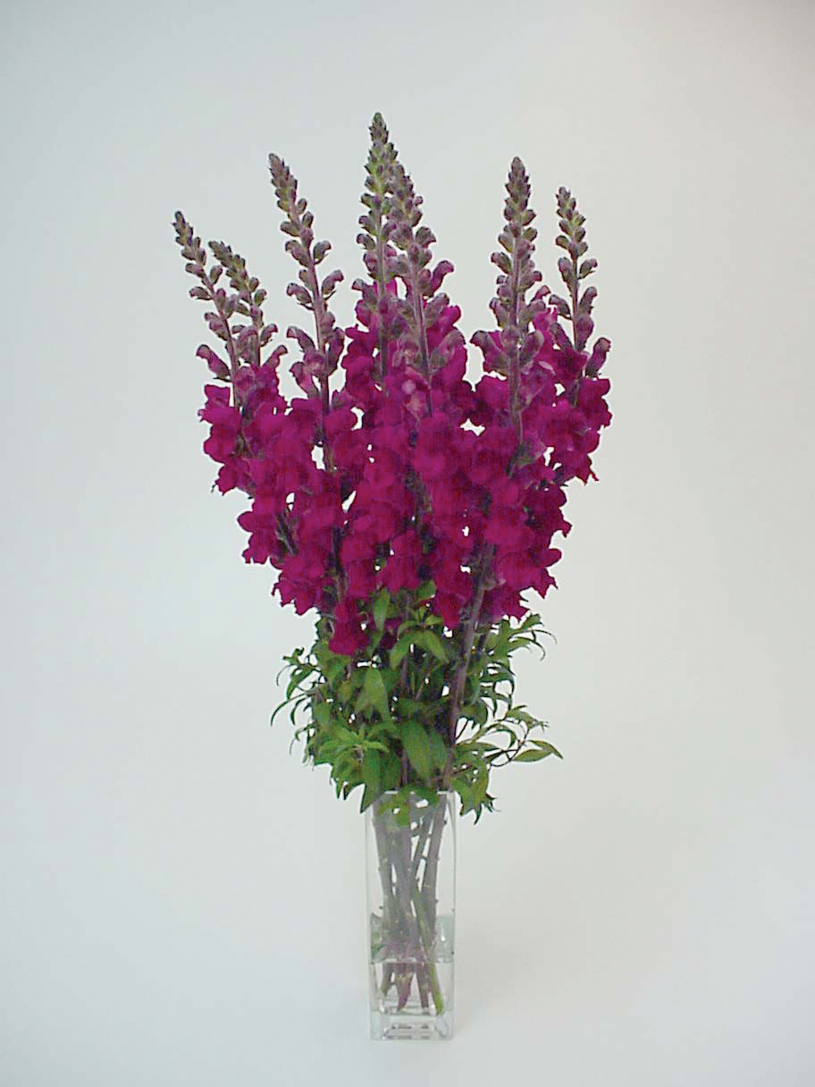 snapdragon_maryland_royal.jpg