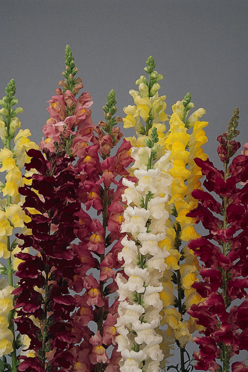 Snapdragon Antirrhinum majus (Papuľka väčšia, k rezu a do záhrady) Rocket Series F1 Mix 1000 semien