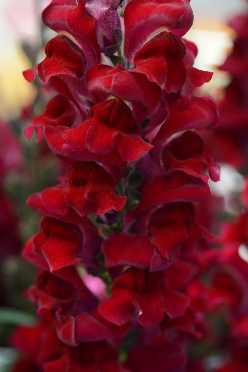 Snapdragon Antirrhinum majus (Papuľka väčšia, k rezu a do záhrady) Rocket Series F1 Red 1000 semien