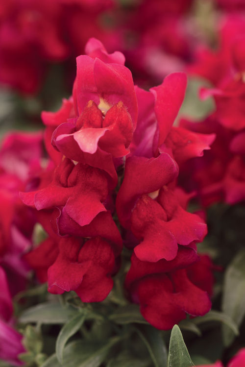 Snapdragon Antirrhinum majus (Papuľka trpazlíčia) Snapshot Series F1 Red 1000 semien