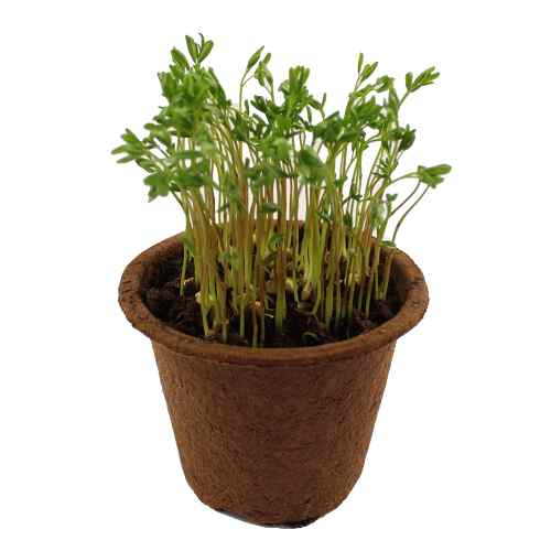 Semená na microgreens a klíčenie Šošovica zelená 100 g