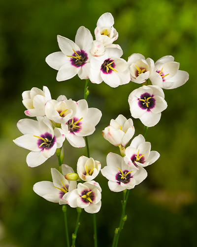 IXIA SPOTLIGHT 100 kusov