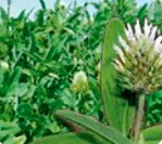 Ďatelina kostrbatá, Trifolium squarrosum 25 kg