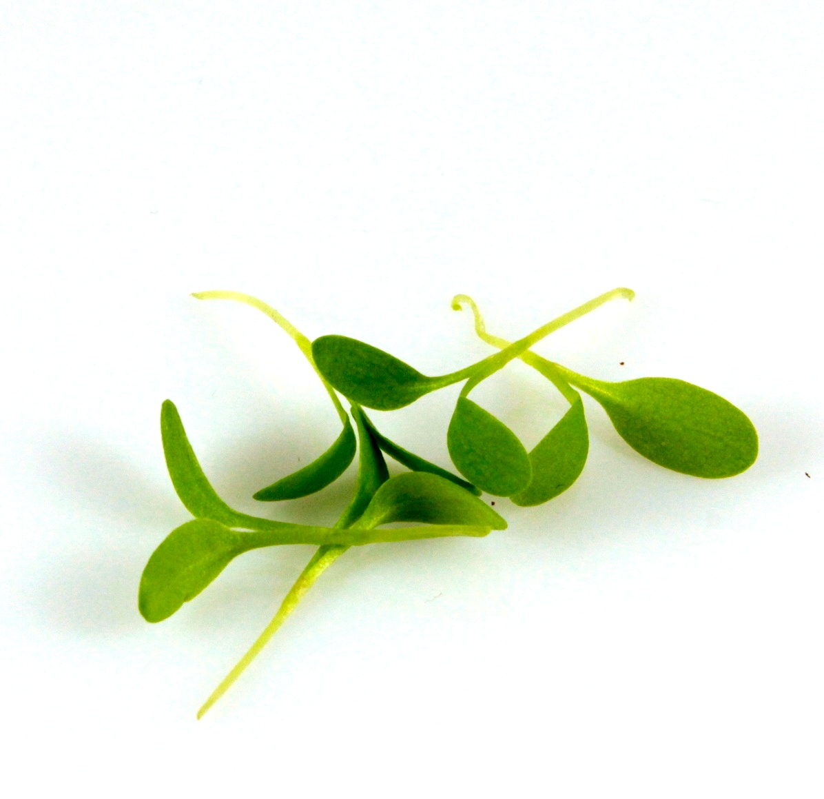 Šťavel semená na mikrozeleninu 20 g