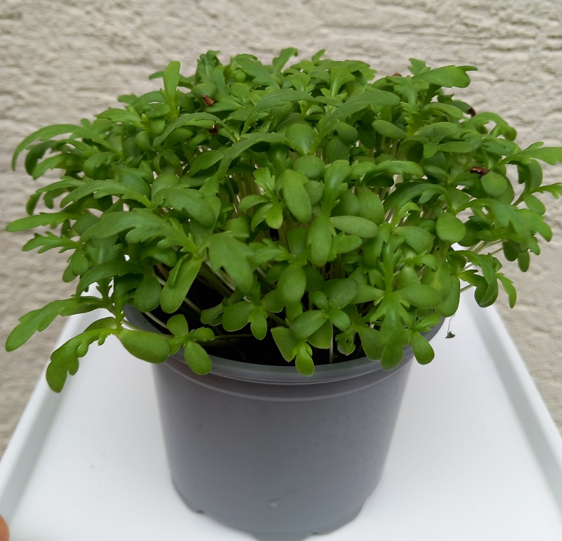 Jedlá Chryzantéma Shungiko, Tong Ho, Tan O, 500 g