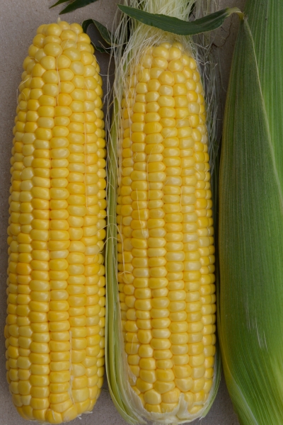 Kukurica cukrová, supersladká SV1446SD F1 5000 semien