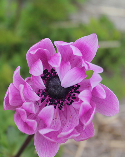 ANEMONE CORONARIA SYLPHIDE 100 kusov
