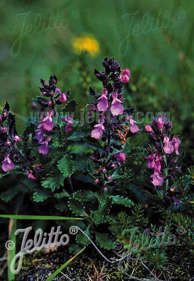 Hrdobarka obyčajná TEUCRIUM chamaedrys hort. Cca 20 semien
