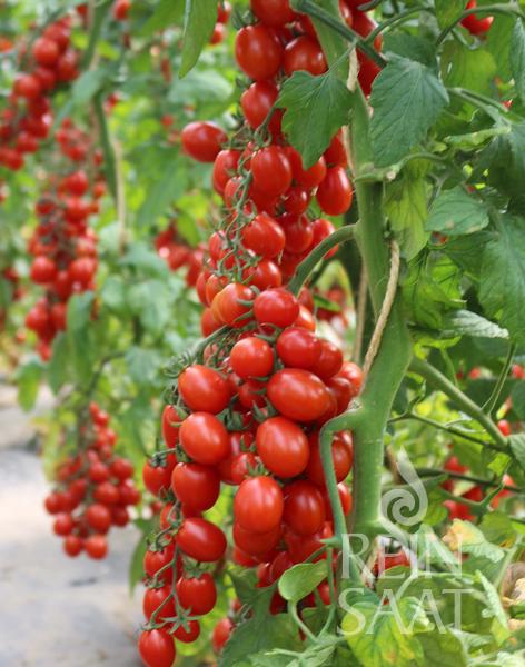 Rajčiak indeterminantný BIO MiriMiri 10 semien