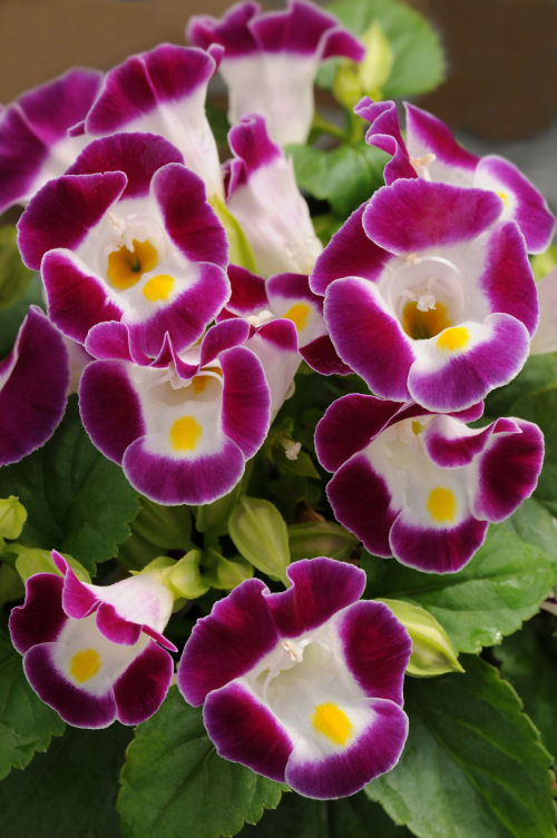 Torenia fournieri Kauai Series Burgundy 1000 semien