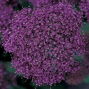 trachelium_lake_forest_purple.jpg