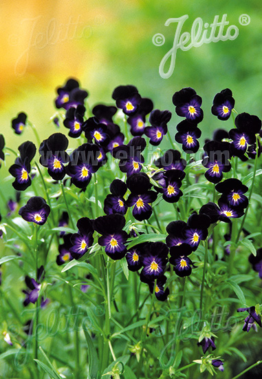Fialka VIOLA cornuta 'Bowles Black' cca 20 semien