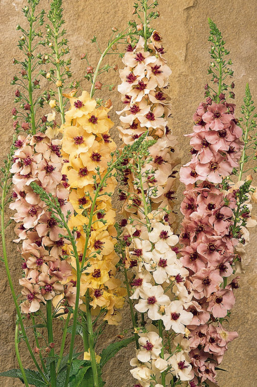 Verbascum hybrida Southern Charme 1000 semien