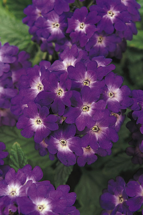 Verbena hybrida Quartz Blue 1000 semien