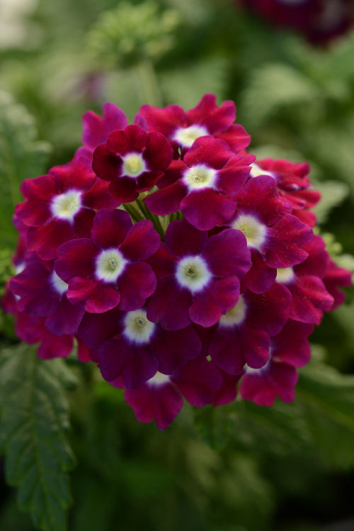 Verbena hybrida Quartz XP Series Burgundy With Eye 1000 semien