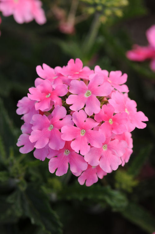 Verbena hybrida Quartz XP Series Pink 1000 semien