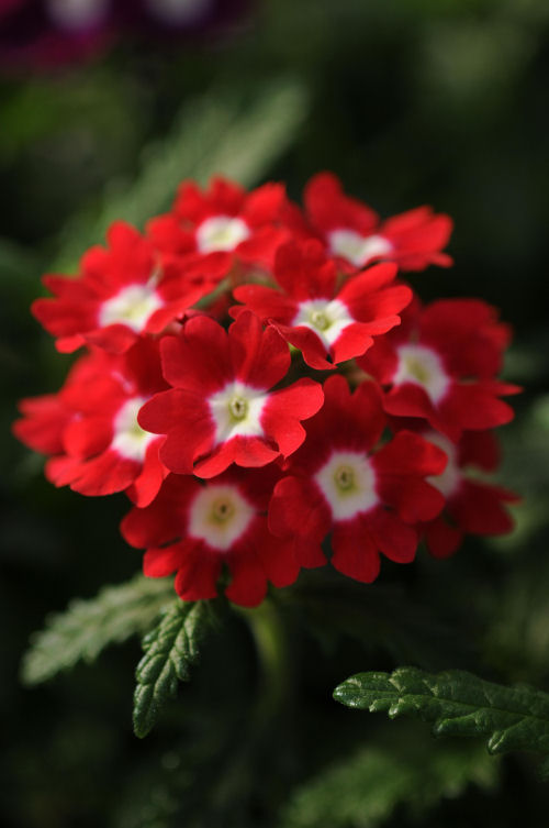 Verbena hybrida Quartz XP Series Red With Eye 1000 semien